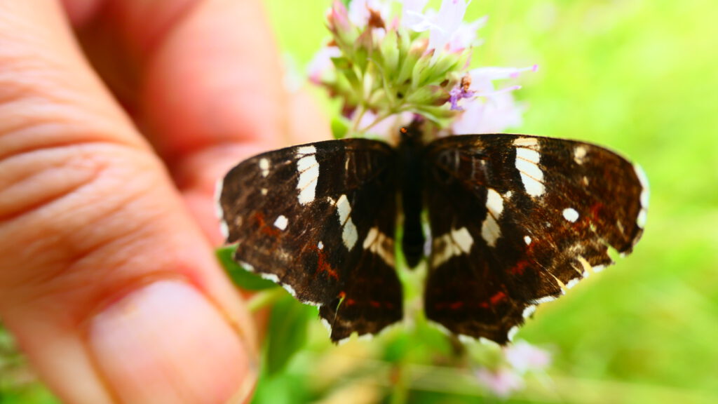 schmetterling Streuobstpädagogik